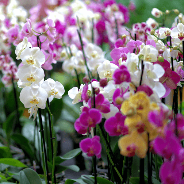 Como cuidar de orquídea em casa Passo a passo para flores perfeitas