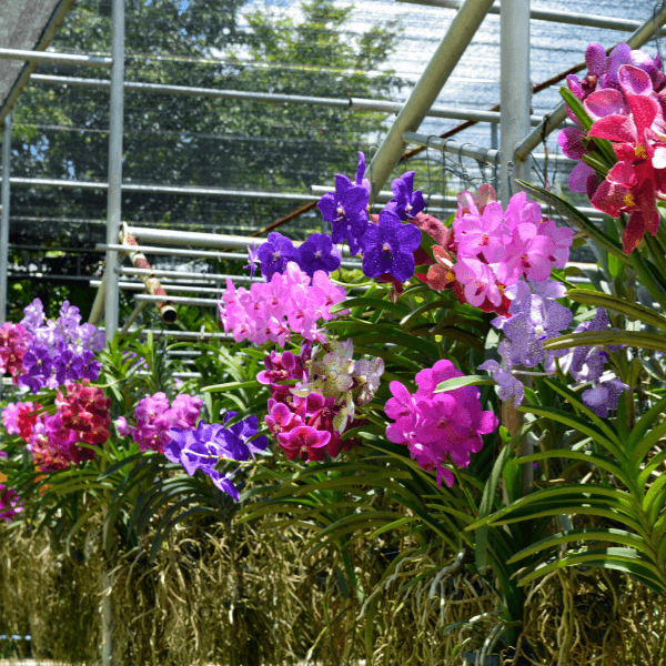 como fazer mudas de orquídeas